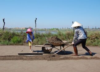 Nghề ‘độc’ ở các đồng muối Sa Huỳnh