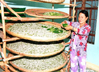 Trồng dâu nuôi tằm – Nghề cũ… hồi sinh