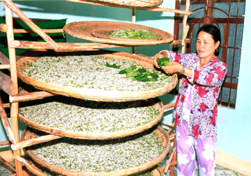 Trồng dâu nuôi tằm – Nghề cũ… hồi sinh