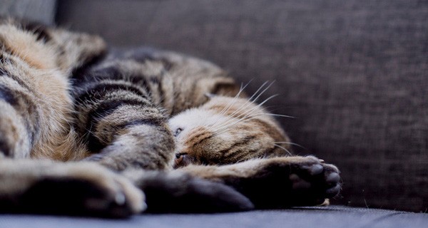 Thế giới này sẽ ra sao nếu không có người lười?