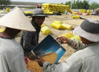 Giá lúa ĐBSCL tăng cao: Bền vững hay chỉ nhất thời?