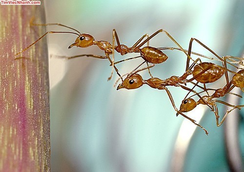 5 mẫu người thường gặp trong làm việc nhóm