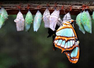 Câu chuyện “chú bé và con bướm trong vỏ kén” của người Do Thái dạy chúng ta bài học về việc đối mặt với nghịch cảnh