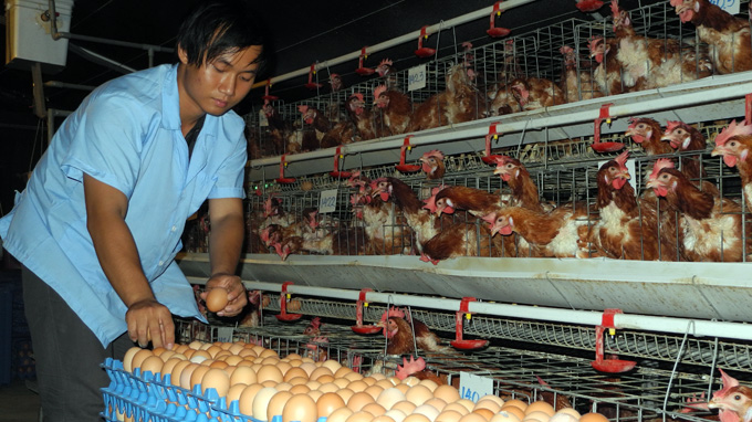 9X bỏ du học Pháp về nuôi gà bằng nhạc quý tộc