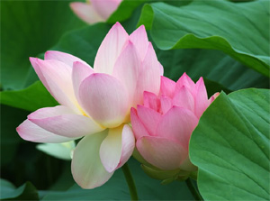 Thơ khách hàng tặng MISA