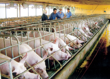 Ngành chăn nuôi đang “khát” vốn cuối năm