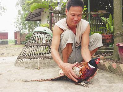 Cử nhân kiếm nhiều tiền nhờ nuôi chim trĩ