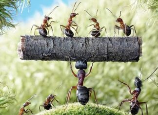 Bài học quản trị rút ra từ câu chuyện kiến và sư tử