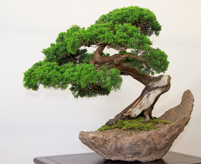 Làm giàu từ nghề trồng cây hoa mai