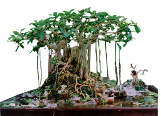 Tỷ phú cây cảnh chia sẻ bí quyết làm giàu nhanh