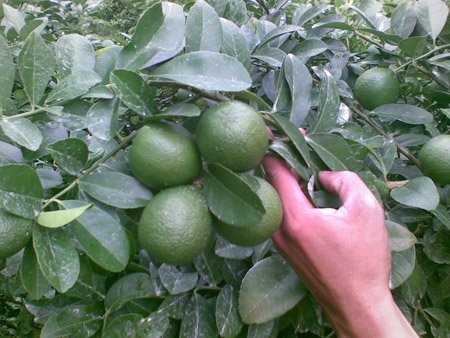 Châu Âu chuộng chanh không hạt Việt Nam