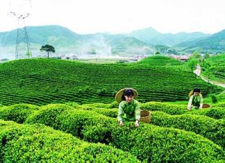 Xuất khẩu chè: Bao giờ dân mới hết phận… “đi cày”?