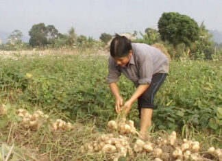 Trồng củ đậu có lãi cao