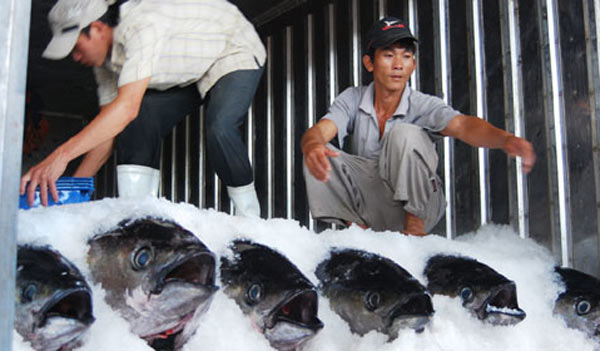 Để cá ngừ đại dương “ra biển”