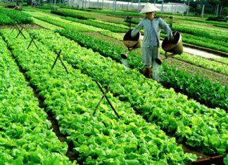 Hà Nội: Mưa bão, rau xanh trở nên khan hiếm vì bị găm hàng