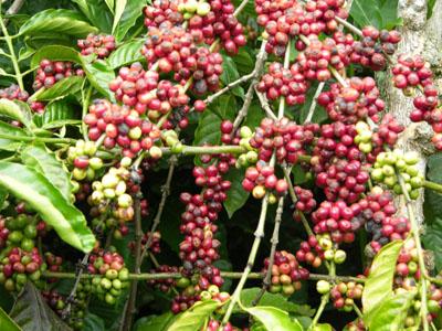 Giá cà phê đang rơi tự do