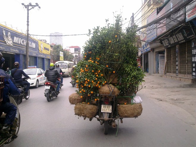 Kiếm tiền triệu nhờ nhặt đào, quất ven đường