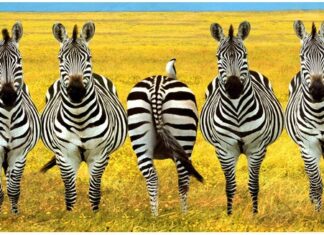 Kinh nghiệm xây dựng chiến lược khác biệt hóa thương hiệu