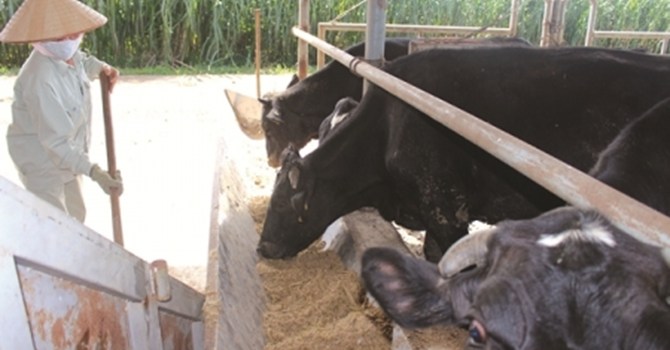 “Làm thân” thương hiệu ngoại