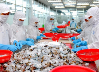 Ngành tôm Việt Nam: Tư duy chuỗi đầu tư