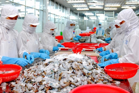 Ngành tôm Việt Nam: Tư duy chuỗi đầu tư