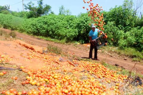 Nghịch lý triệu USD nhập khẩu, cà chua trong nước cho bò