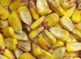 Nguy cơ rớt giá ngô do lượng nhập khẩu tăng đột biến
