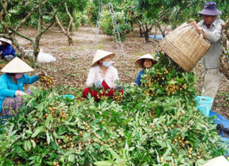 Nhãn Việt Nam đã được cấp mã số vào thị trường Mỹ