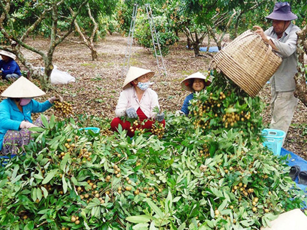 Nhãn Việt Nam đã được cấp mã số vào thị trường Mỹ