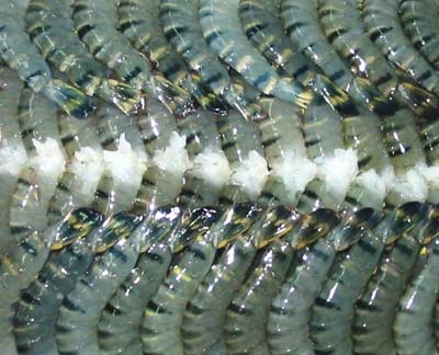 Nhật Bản lại “siết” kiểm tra kháng sinh trên tôm Việt Nam