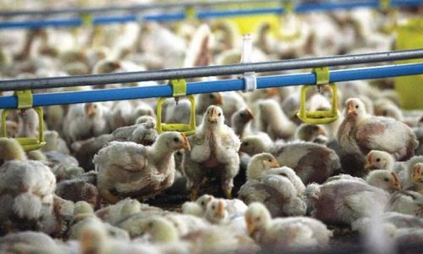 Nhiều doanh nghiệp ngoại coi thực phẩm sạch là cơ hội đầu tư tiềm năng