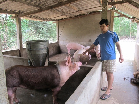 Tốt nghiệp đại học loại giỏi, chọn nghề… nuôi heo