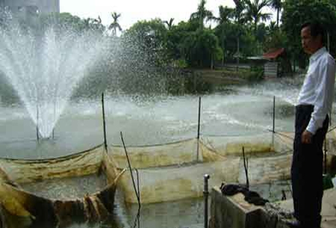 Doanh thu chục tỷ mỗi năm nhờ nuôi cá giống