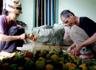 Lâm Đồng: quả hồng đang được giá