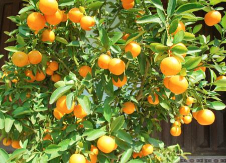 Giá quất đang “héo” dần đều