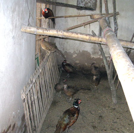 Làm giàu từ…chim trĩ đỏ