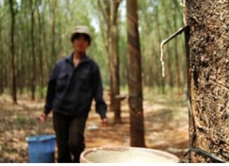 Tập đoàn Cao su “xuống nước” trước Global Witness