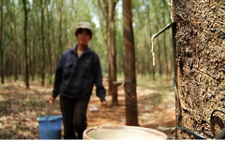 Tập đoàn Cao su “xuống nước” trước Global Witness