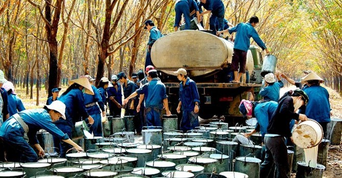 Trung Quốc giảm mua, cao su Việt Nam rớt giá thảm