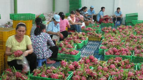 Trung Quốc xiết nông sản: Bẫy giăng, nông dân Việt sụp