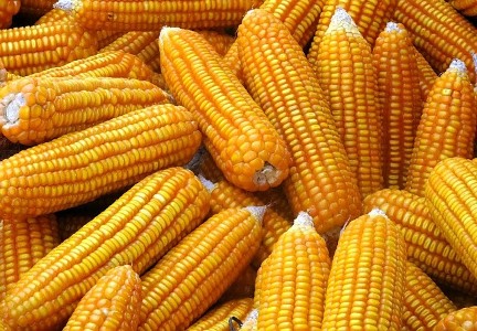 Việt Nam bắt đầu “mở cửa” với thực phẩm biến đổi gen
