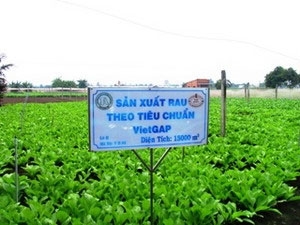 Sản lượng ít, nhu cầu cao nhưng… bí đầu ra
