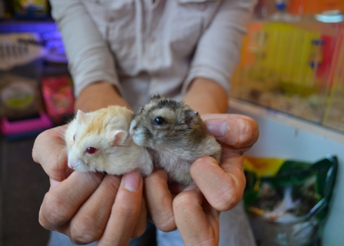 Từ cậu bé bán nước mía thành ‘triệu phú’ hamster