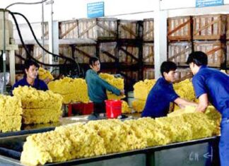 Xuất khẩu cao su sẽ đạt được 4,5 tỷ USD trong năm 2013