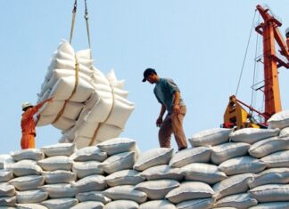Xuất khẩu gạo phấn khởi, ngành chăn nuôi lo âu