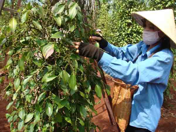 Xuất khẩu hồ tiêu của Việt Nam lần đầu vượt ngưỡng 1 tỷ USD
