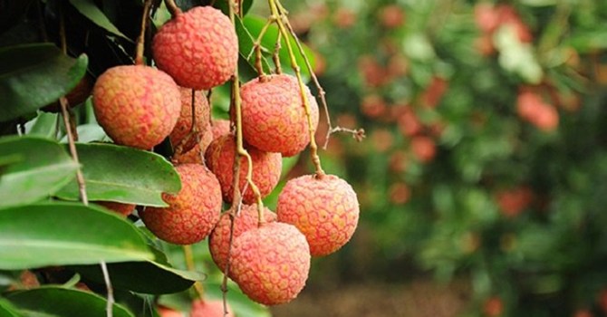 “Xuất khẩu sang Trung Quốc khiến doanh nghiệp Việt cẩu thả”