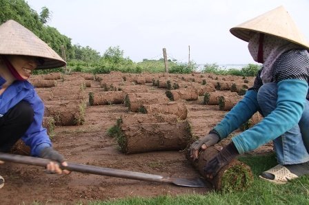 Nghề đặc biệt bên sông Hồng